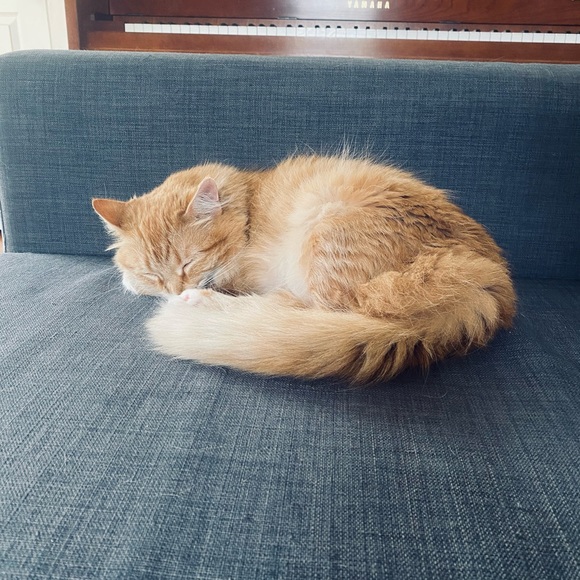 Meet your Posher, Ariel - Picture 1 of 1